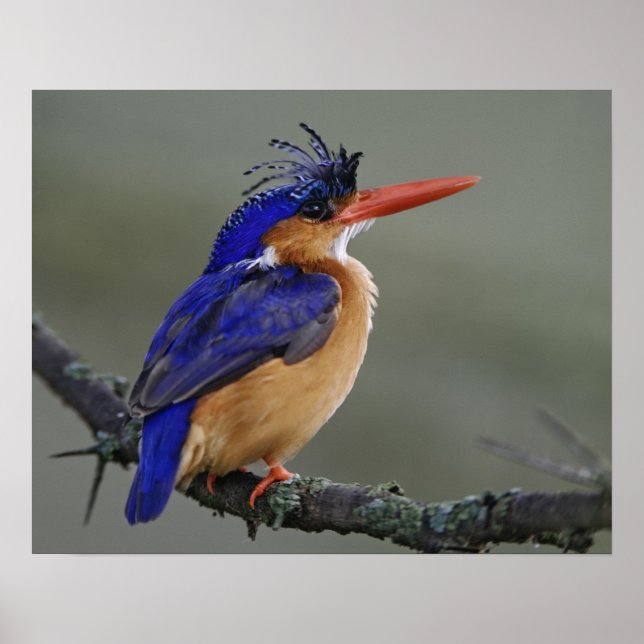 Affiche Malachite Kingfisher, Alcedo cristata, Lac (Devant)