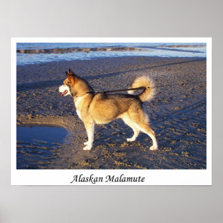 Affiche Malamute d'Alaska