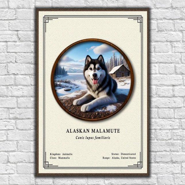 Affiche Malamute d'Alaska Série de zoologie (Créateur téléchargé)