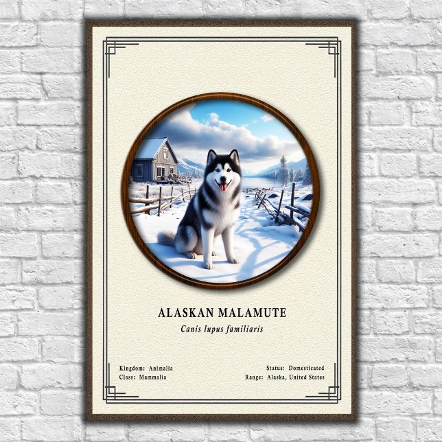 Affiche Malamute d'Alaska Série de zoologie (Créateur téléchargé)