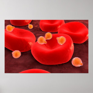 Affiche Malaria Parasites Within Red Blood Cells