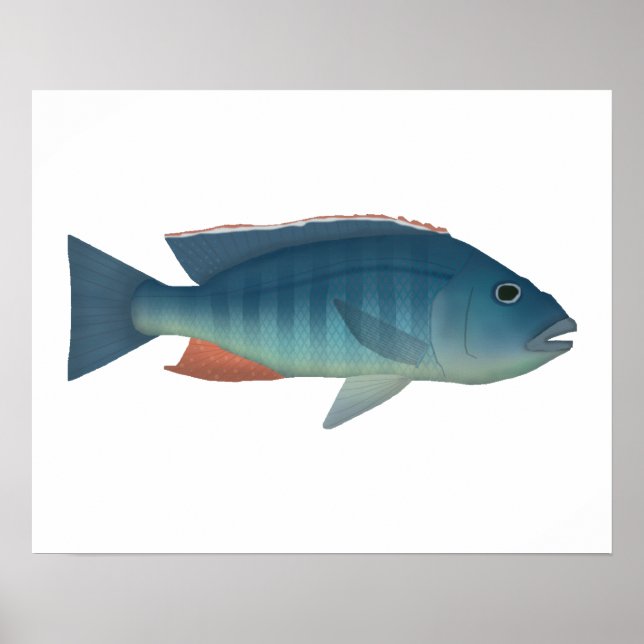 Affiche Malawi Hawk (Devant)