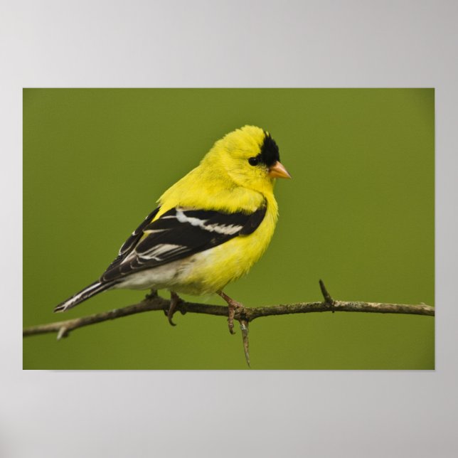Affiche Male American Goldfinch en plumage reproducteur, (Devant)
