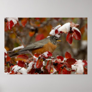 Affiche Male American Robin in Black Hawthorn