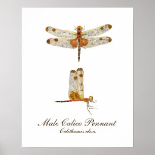 Affiche Male Calico Pennant