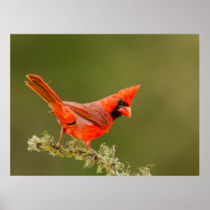 Affiche Male Cardinal on Limb
