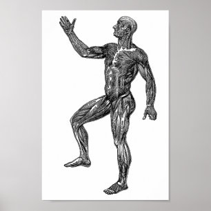 Affiche Male Human Anatomy Muscles Medical Science art