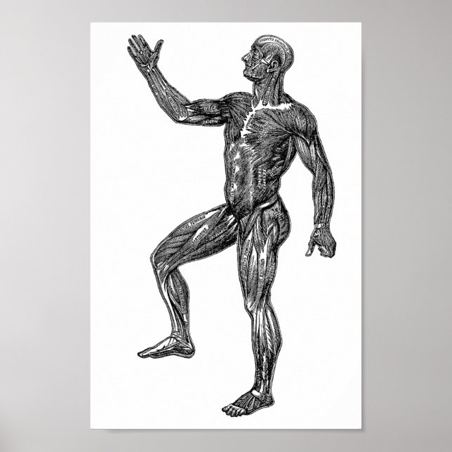 Affiche Male Human Anatomy Muscles Medical Science art (Devant)