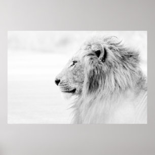AFFICHE MALE LION - BLACK AND WHITE