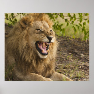 Affiche Male lion snarling (Panthera leo), Okavango