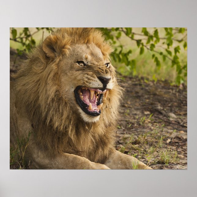 Affiche Male lion snarling (Panthera leo), Okavango (Devant)