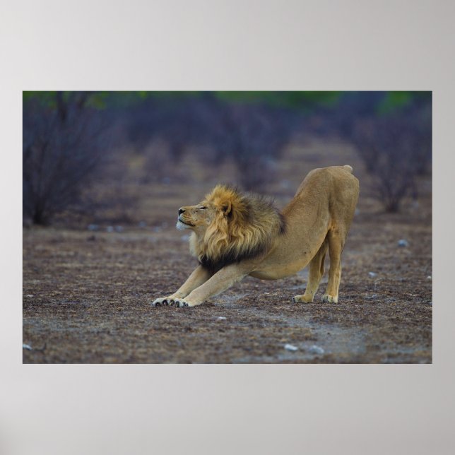 Affiche Male Lion Stretching Panthera Leo Yoga (Devant)