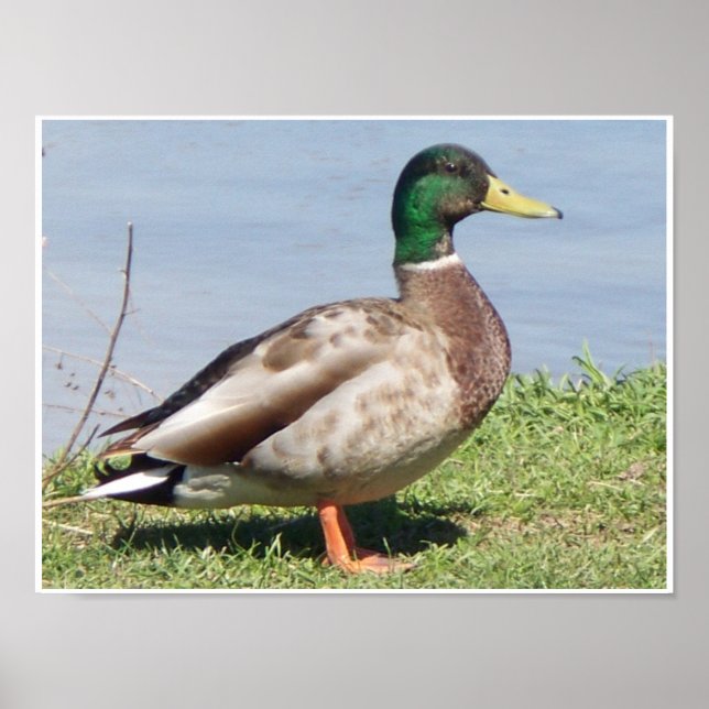 Affiche Male Mallard Duck (Devant)