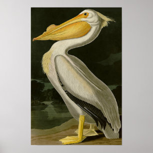 Affiche Malibu Life Design Series Pelican