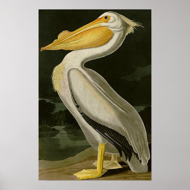 Affiche Malibu Life Design Series Pelican (Devant)