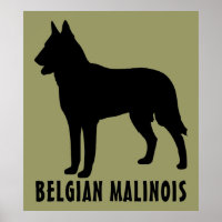 Malinois belge