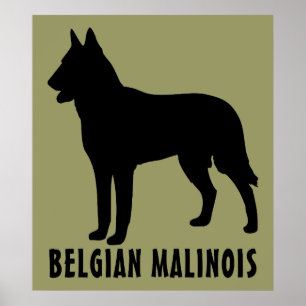 Affiche Malinois belge
