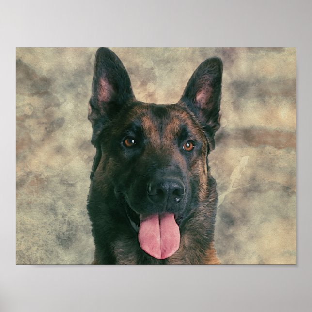 Affiche Malinois - Belgian shepherd -Mechelaar -Maligator (Devant)