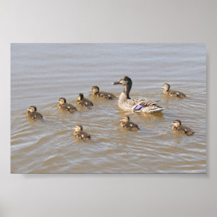 Affiche Mallard and Ducklings