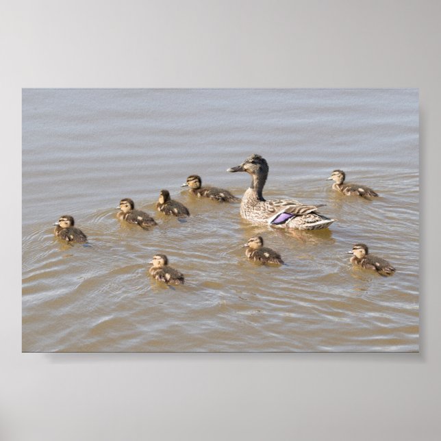Affiche Mallard and Ducklings (Devant)