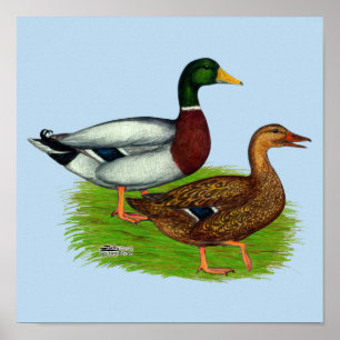 Affiche Mallard Drake et Duck