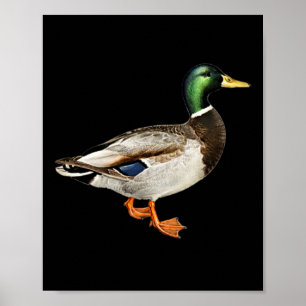 Affiche Mallard Drake Pocket Logo Mallard Ducks Hunti