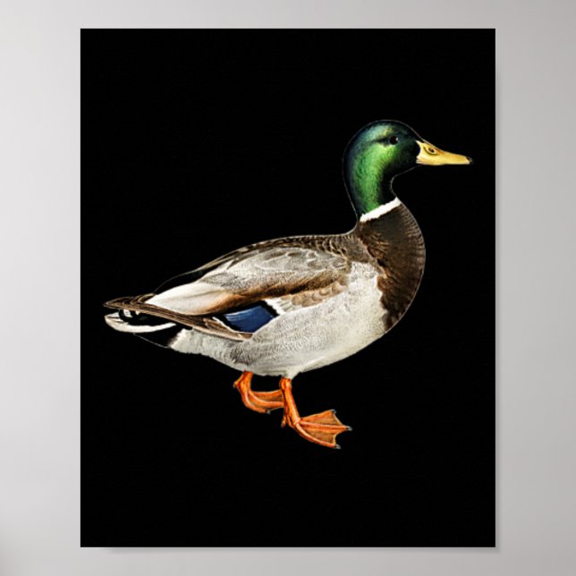Affiche Mallard Drake Pocket Logo Mallard Ducks Hunti (Devant)