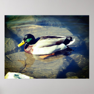 Affiche Mallard Duck
