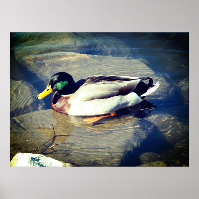 Affiche Mallard Duck (Devant)
