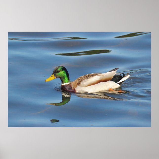 Affiche Mallard Duck (Devant)