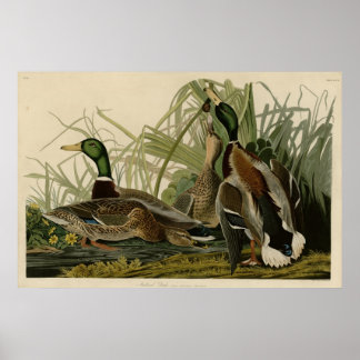 Affiche Mallard Duck