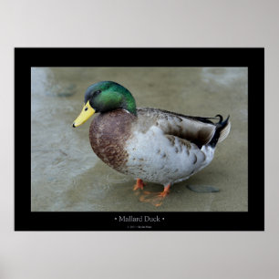 Affiche Mallard Duck