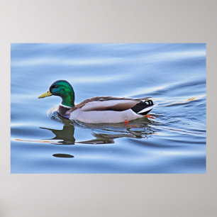 Affiche Mallard Duck