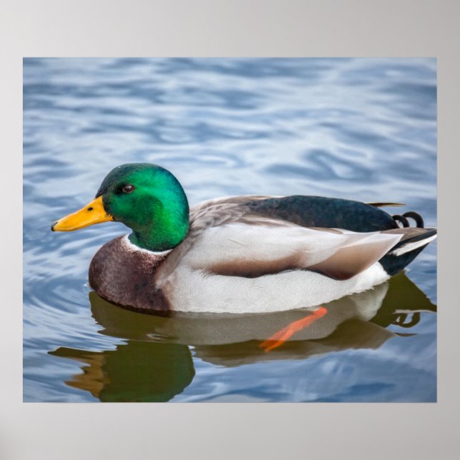 Affiche Mallard Duck (Devant)