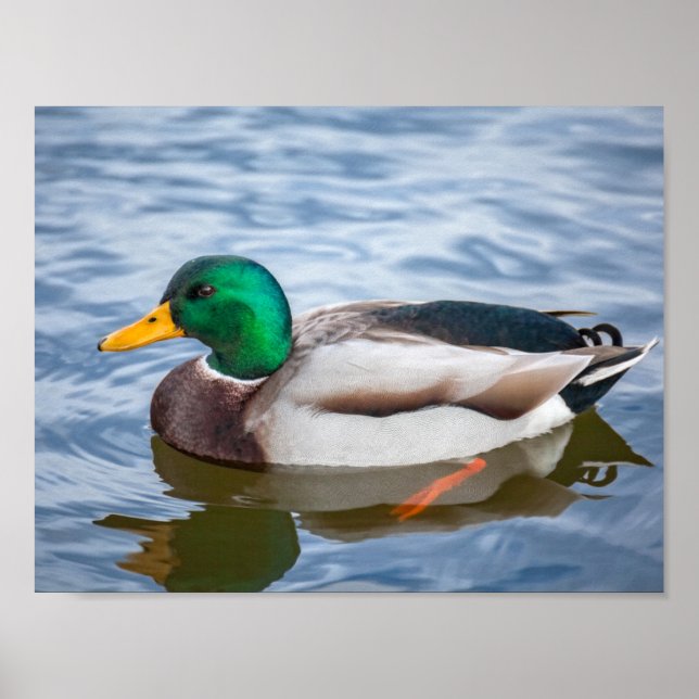 Affiche Mallard Duck (Devant)