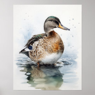Affiche Mallard Duck Bird Art Imprimer l'affiche