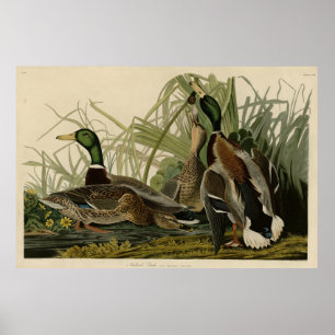 Affiche Mallard Duck from Audubon's Birds of America