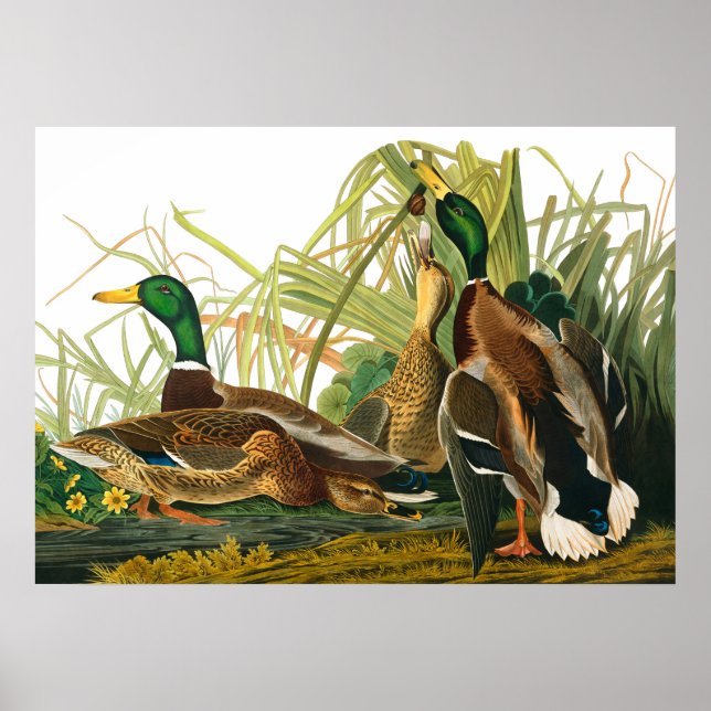 Affiche Mallard Duck par John James Audubon (Devant)