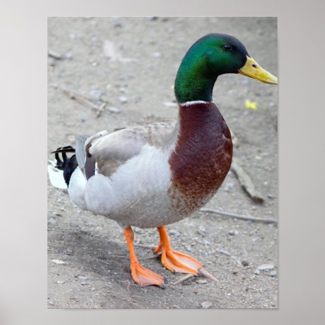 Affiche Mallard Duck Photo (Devant)