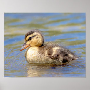 Affiche Mallard Duckling
