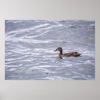 Affiche Mallard solitaire dans l'eau