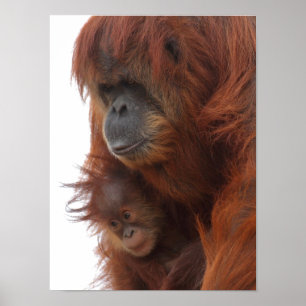 Affiche Mama and baby Orangutan