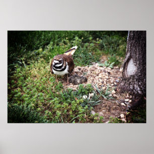 Affiche Mama Bird protection des oeufs photo imprimer