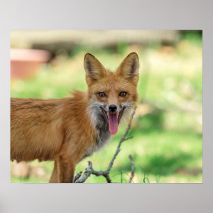 Affiche Mama Fox dans la vallée de l'Hudson