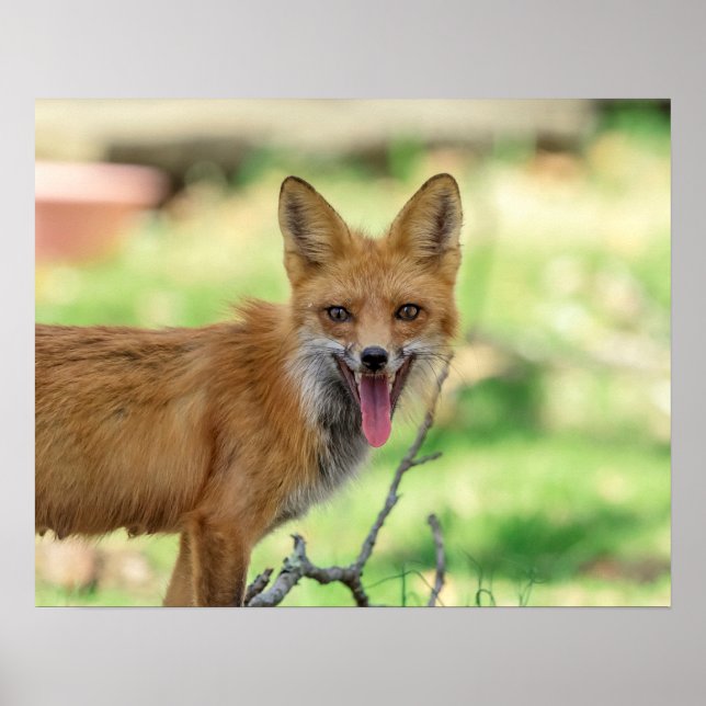 Affiche Mama Fox dans la vallée de l'Hudson (Devant)