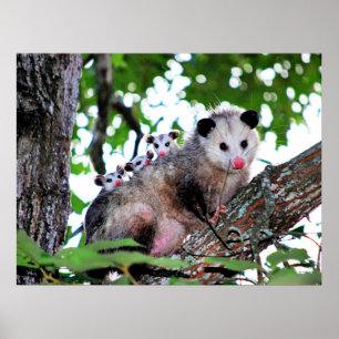 Affiche Mama Possum et Baby