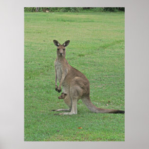 Affiche Mama Roo et Joey