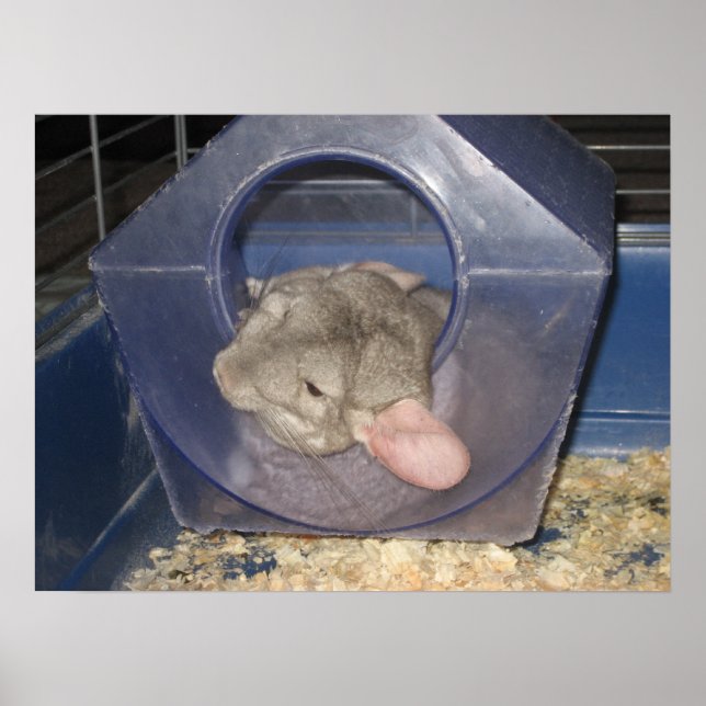 Affiche Maman Chinchilla attrape quelques Zzzz (Devant)
