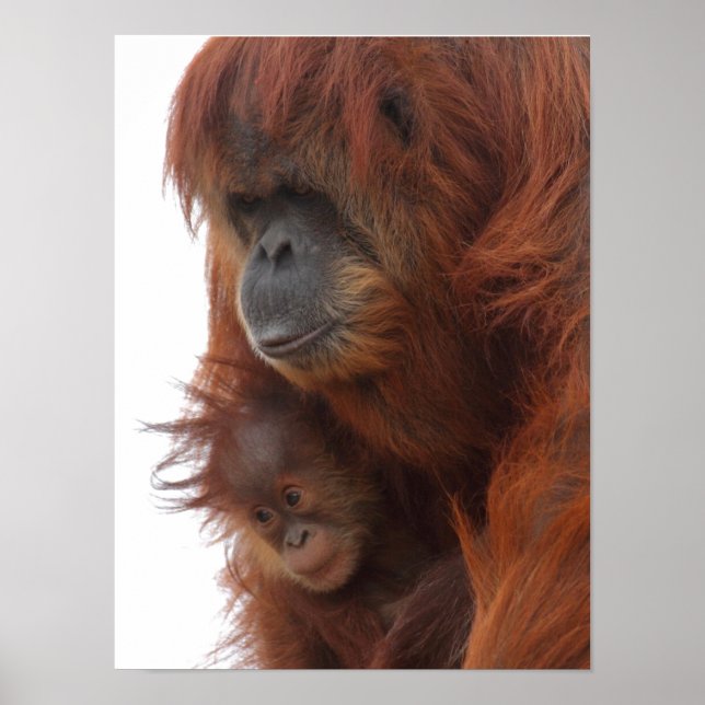 Affiche Maman et bébé Orangutan (Devant)