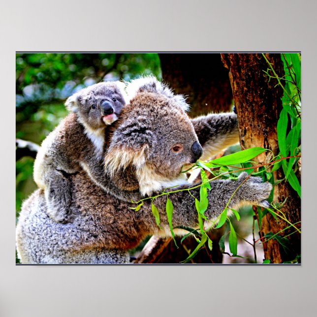 Affiche Maman Koala et bébé Joey dans un arbre (Devant)